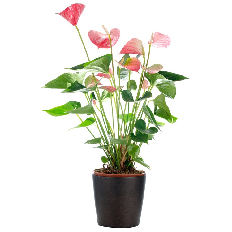 anthurium plant
