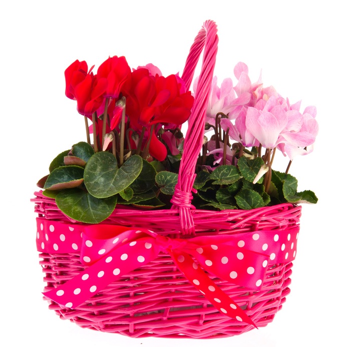 basket of cyclamen