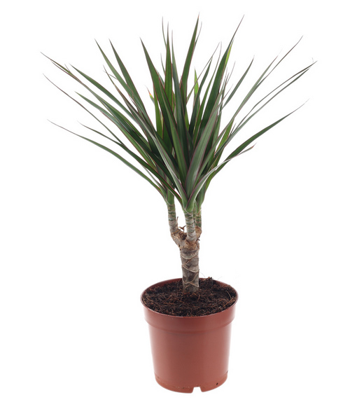 dracena