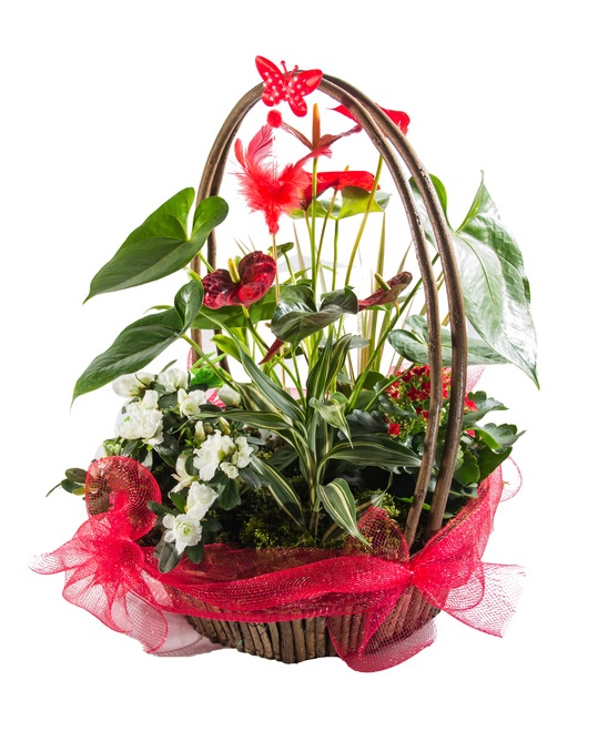 composition of precious flowers in basket