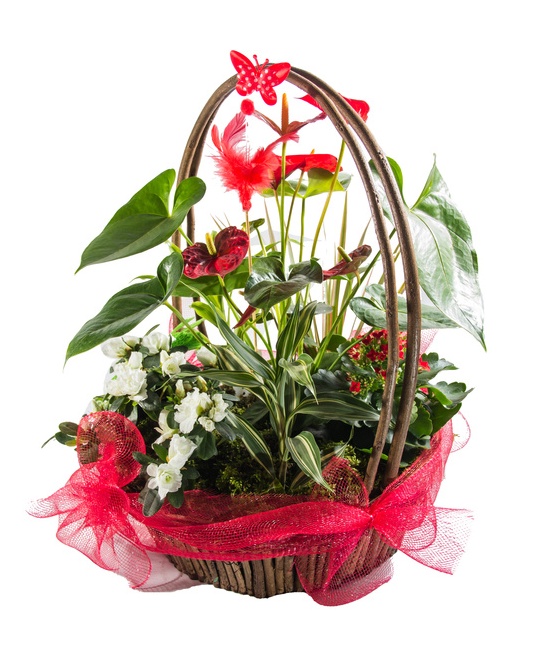 Precious Plants in basket