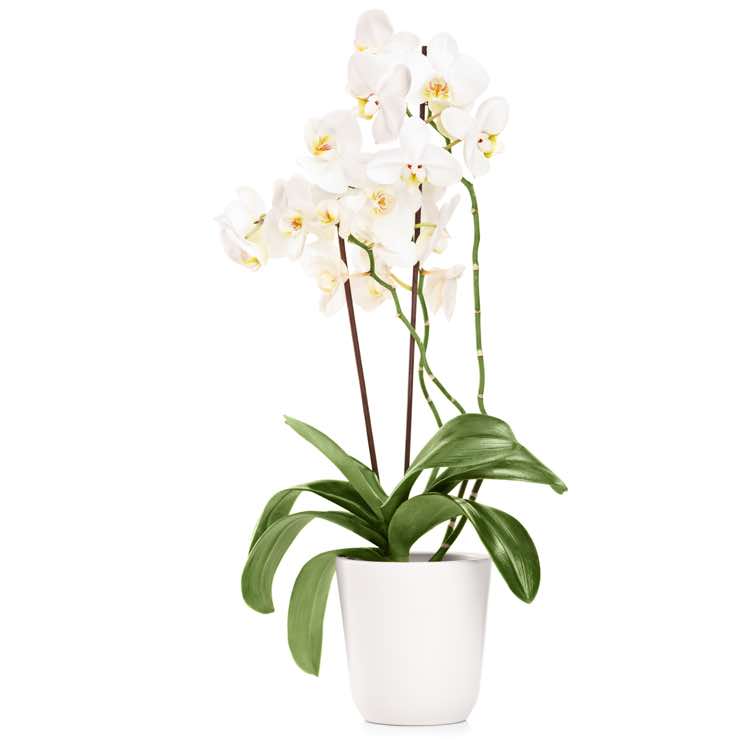 orchidea phalenopsis bianca
