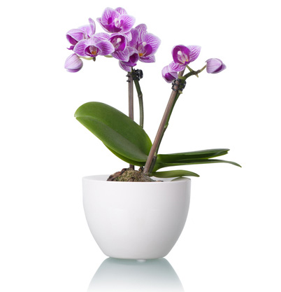 orchidea phalaenopsys viola
