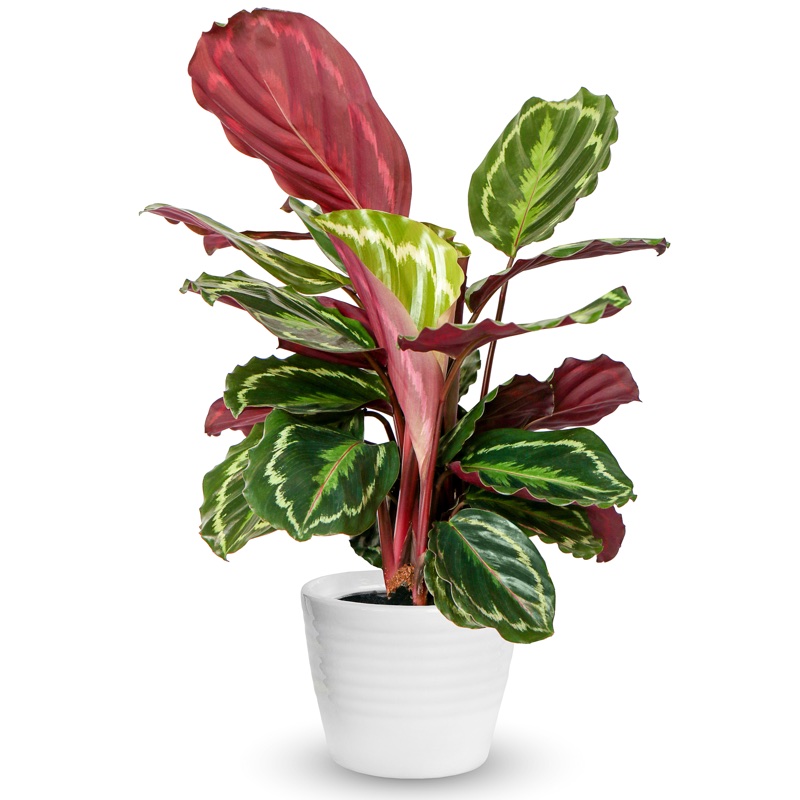 calathea green plant