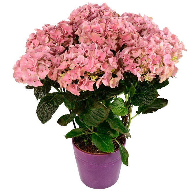 pink hydrangea plant