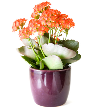 kalanchoe plant 