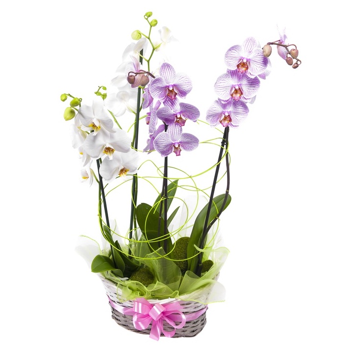 cesto di orchidee