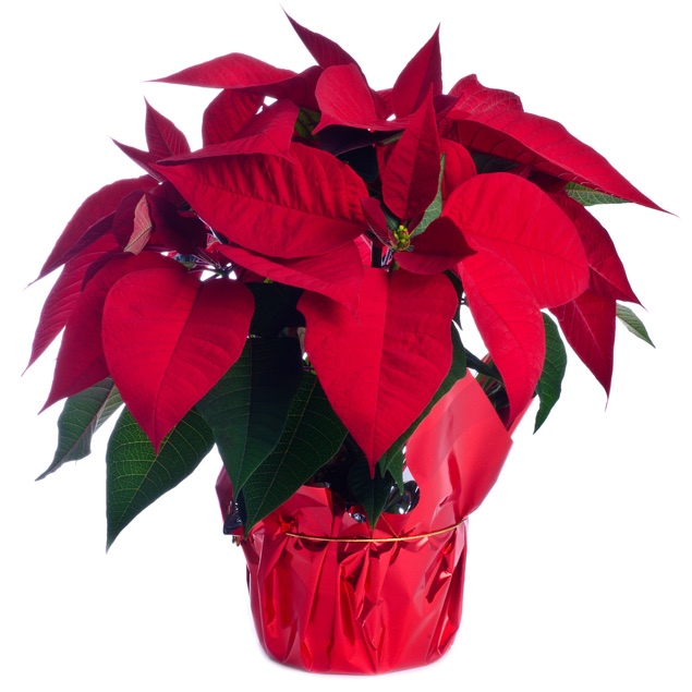 red poinsettia plant