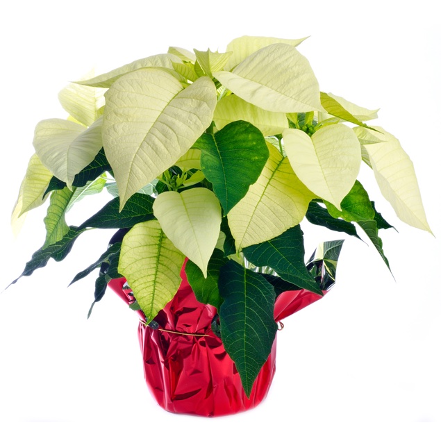 white poinsettia 